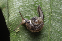 Helicarion permolle