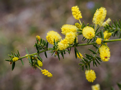 Acacia verticillata verticillata