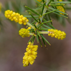 Acacia verticillata verticillata