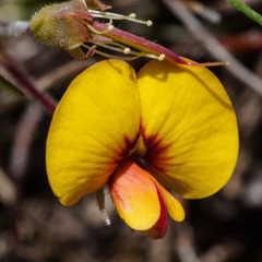 Pultenaea juniperina