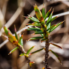Pultenaea juniperina