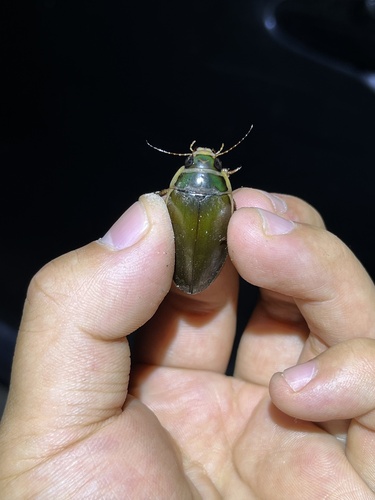 iNaturalist observation photo of Giant green water beetle