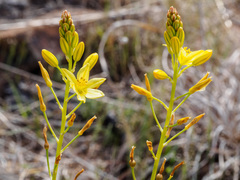 Bulbine glauca