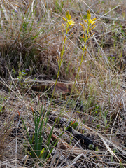Bulbine glauca