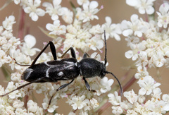 Chlorophorus sartor