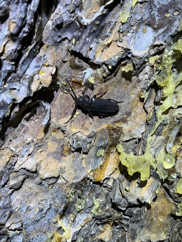 iNaturalist observation photo of Asemum nitidum