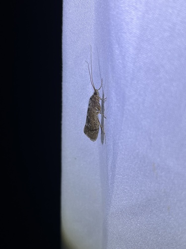 iNaturalist observation photo of Lenarchus