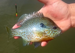 Lepomis auritus × macrochirus