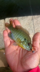 Lepomis auritus × macrochirus