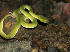 Trimeresurus sumatranus