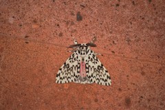 Lymantria singapura