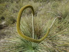 Xanthorrhoea caespitosa
