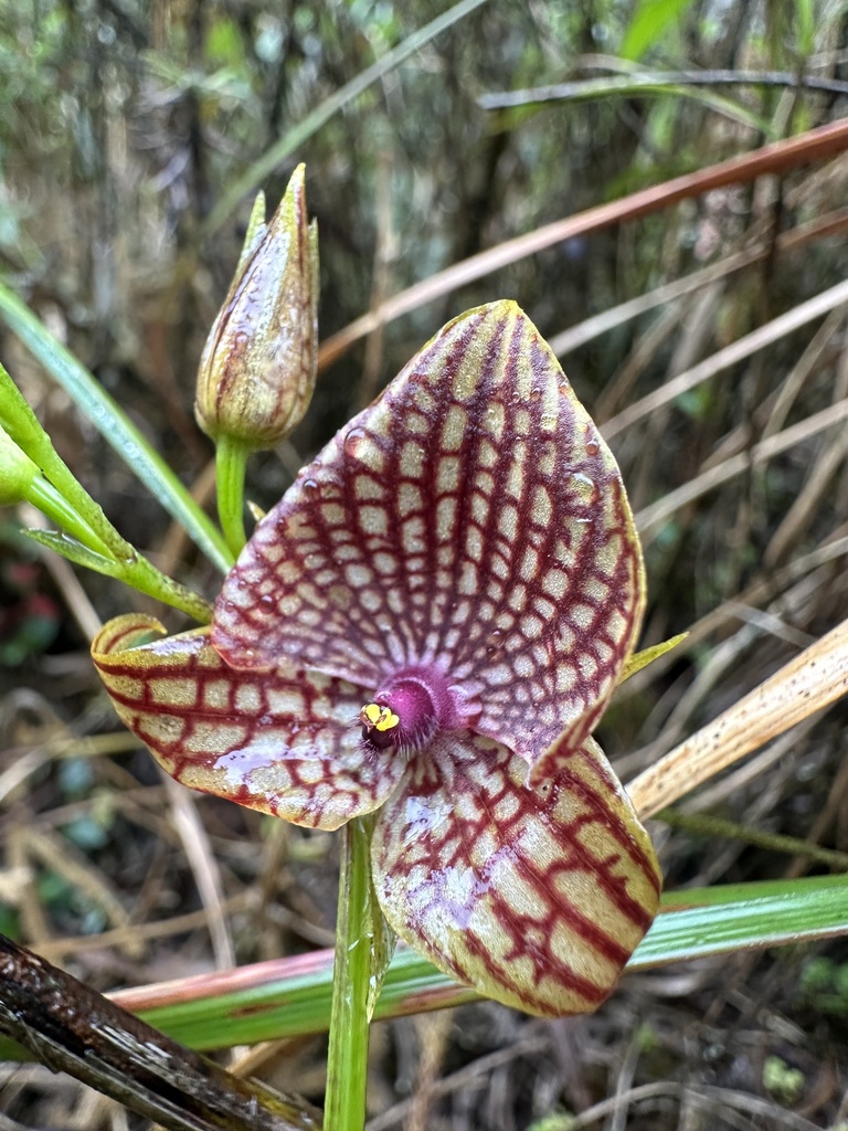 Telipogon albertii