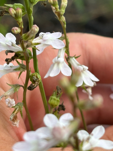 White Lobelia (Lobelia paludosa)
