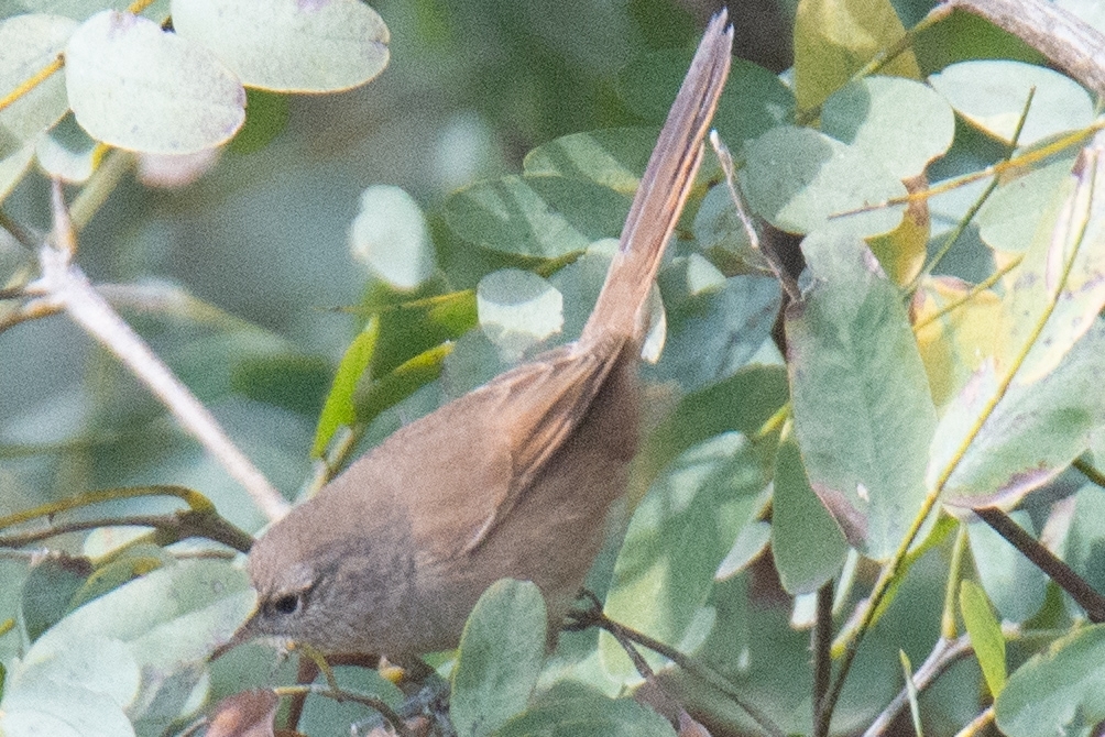 Sharp-billed Canastero (Asthenes pyrrholeuca), photo 10