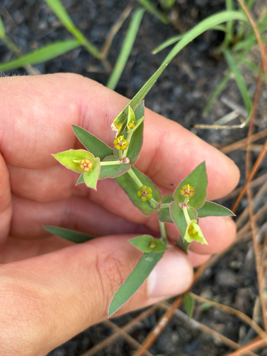 Florida pineland spurge (Euphorbia inundata)