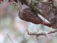 Lepidocolaptes affinis
