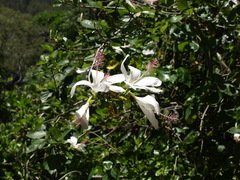 Hibiscus arnottianus