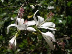 Hibiscus arnottianus