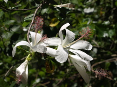 Hibiscus arnottianus