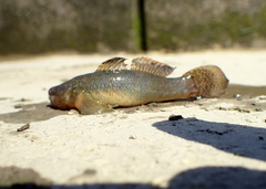 Tridentiger bifasciatus