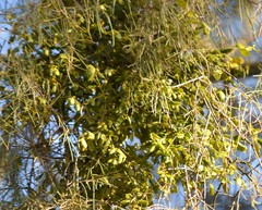 Notothixos subaureus