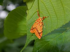 Barsine striata