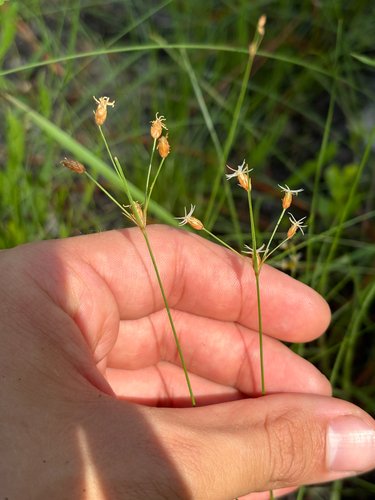 Hairy Fimbristylis (Fimbristylis puberula)