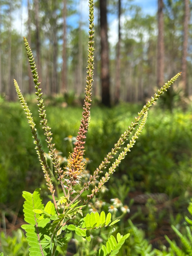 Clusterspike false indigo (Amorpha herbacea)
