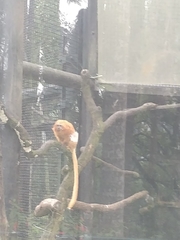Leontopithecus rosalia