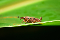 Sphenocorynes kosempoensis