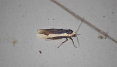 Monosyntaxis affinis