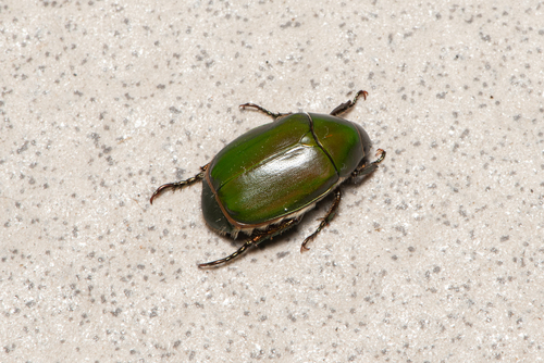 Subspecies Anomala albopilosa trachpyga · iNaturalist