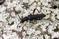 Stenopterus ater