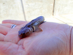 Tridentiger bifasciatus