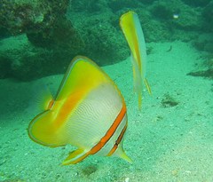 Chelmon marginalis
