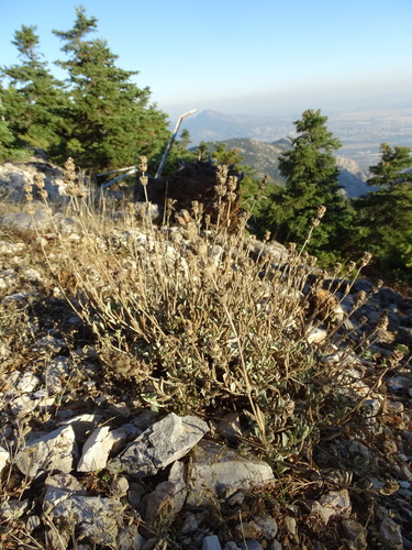 Sideritis raeseri, photograph 1