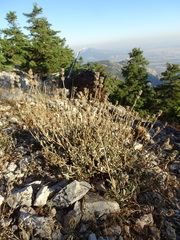 Sideritis raeseri
