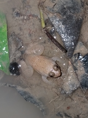 Occidozyga laevis