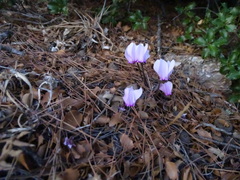 Cyclamen graecum