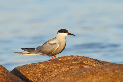 White-cheeked Tern