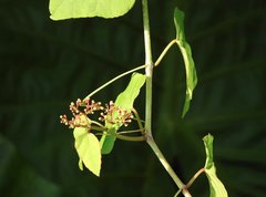 Cissus repens