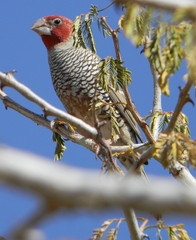 Amadina erythrocephala