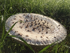 Saproamanita vittadinii