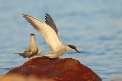 White-Cheeked Tern photo 3