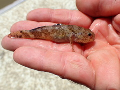 Tridentiger barbatus