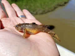 Tridentiger barbatus