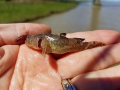 Tridentiger barbatus