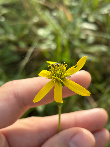 Diverseleaf Crownbeard (Verbesina heterophylla)