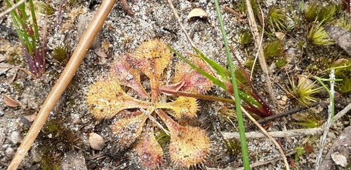 Drosera schmutzii